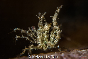 Inshore hairy shrimp by Kelvin H.y Tan 